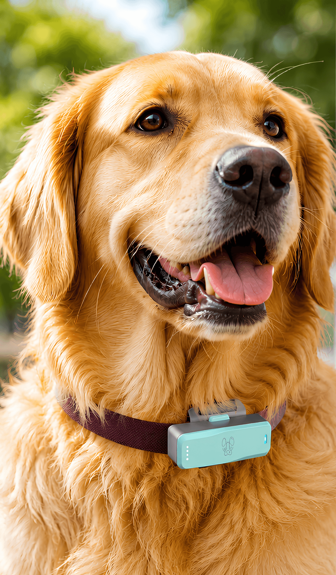 WooFit smart collar on a dog