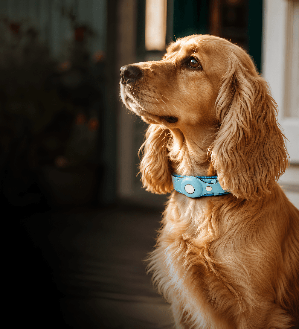 Marshee AirTag Collar
