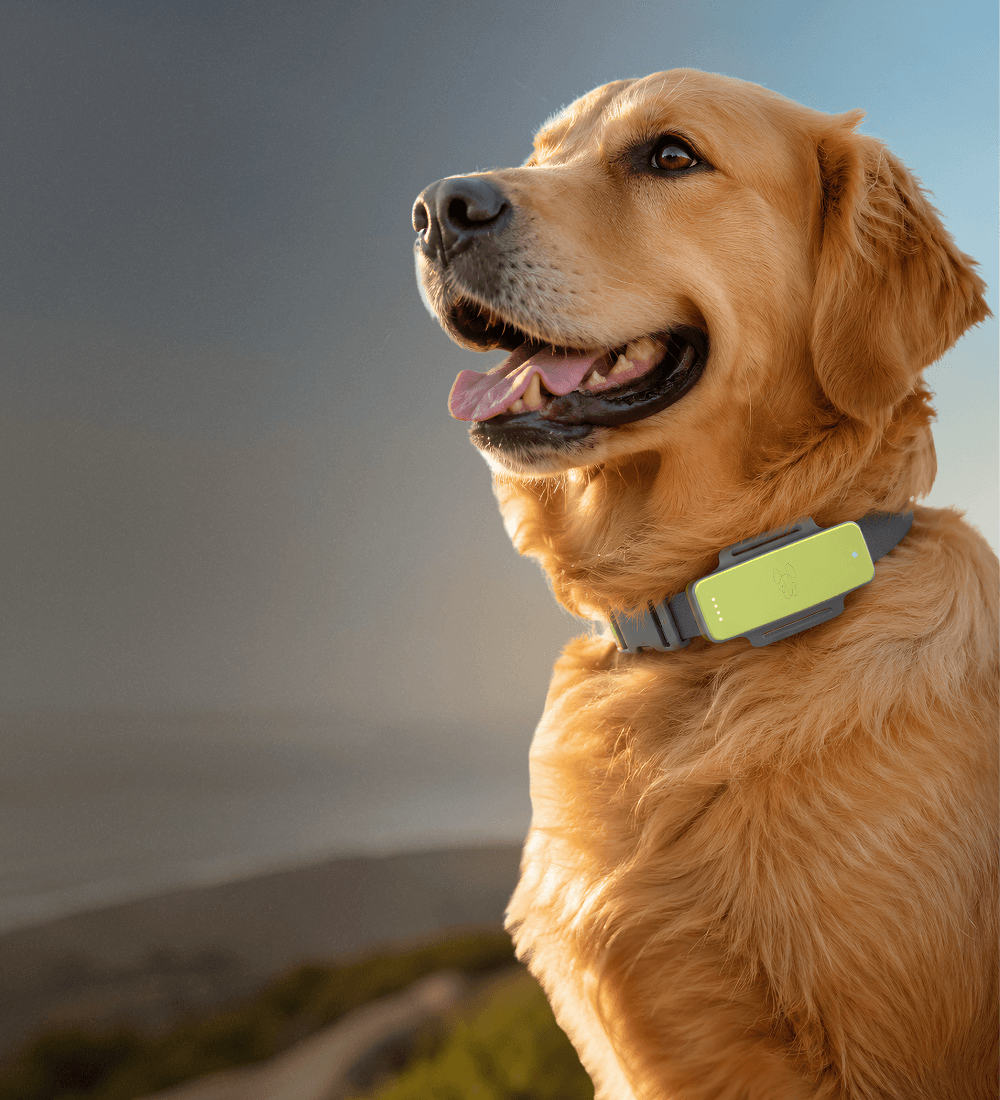 WooFit Smart Collar