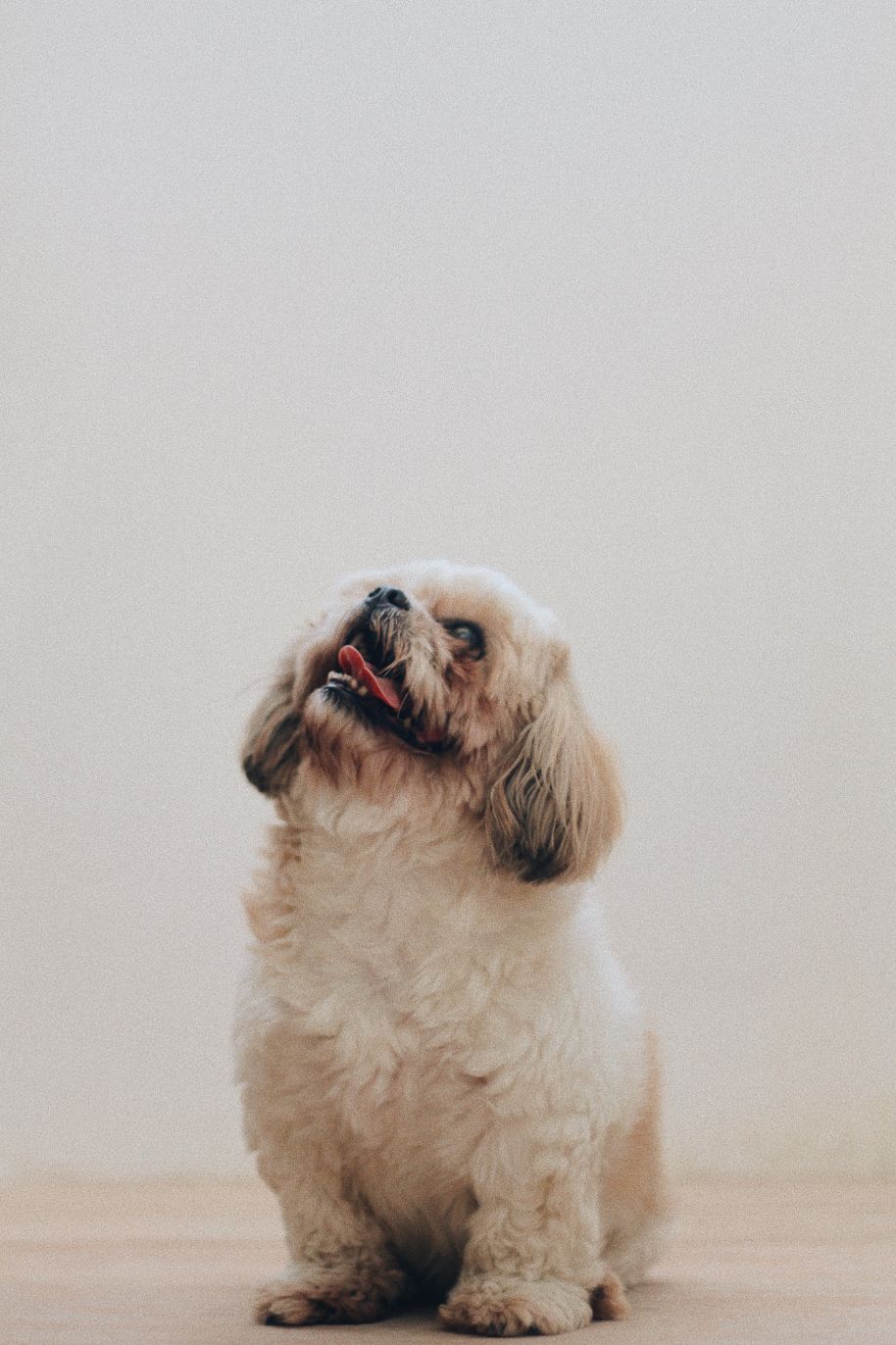 Grooming & Care